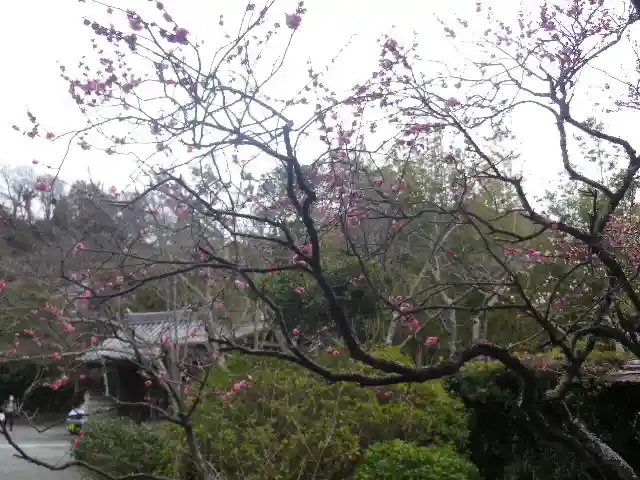 浄光明寺の自然