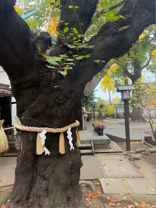 駒込天祖神社(東京都)