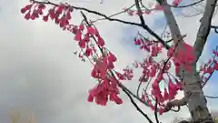 賀茂別雷神社（上賀茂神社）の自然