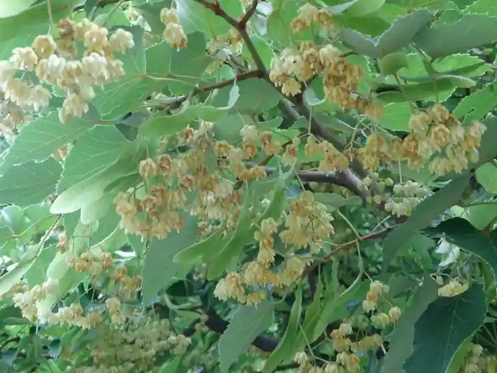 横浜 西方寺の自然