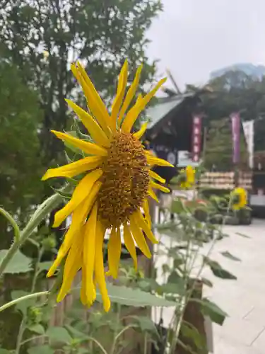東京大神宮の自然