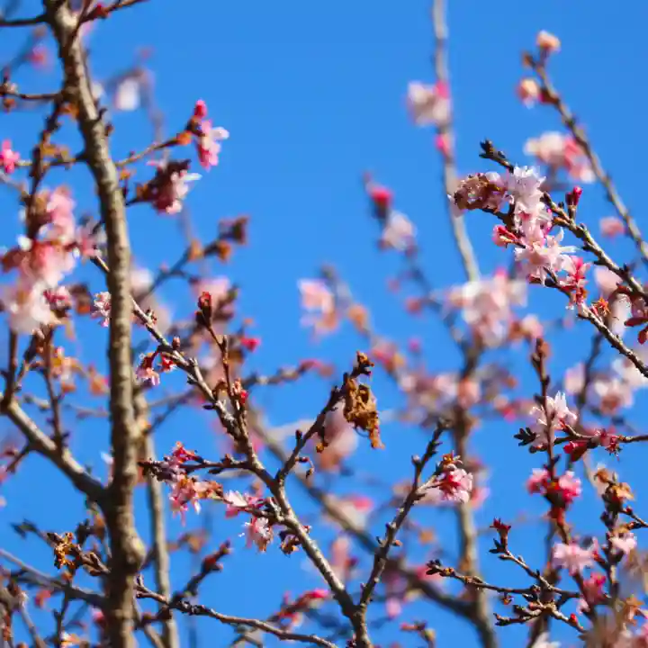 櫻木神社の自然