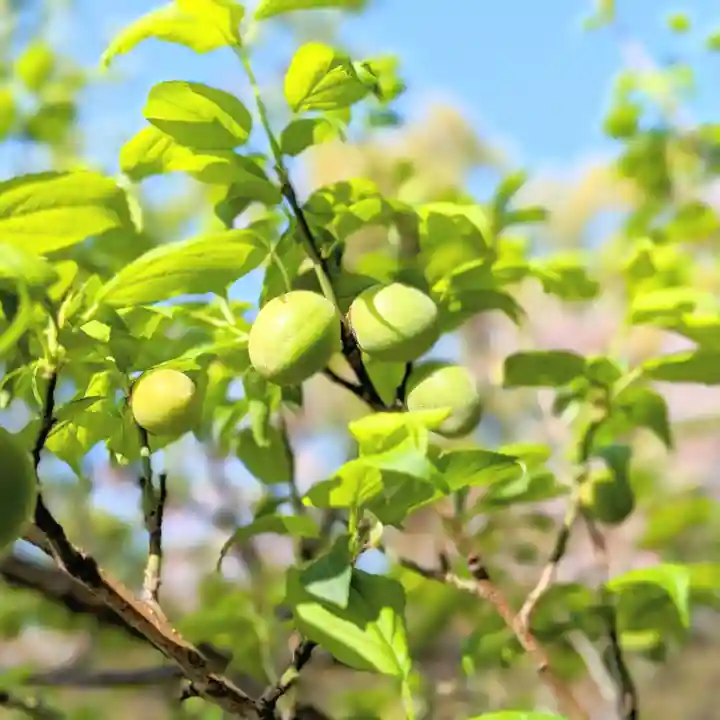 三津厳島神社(愛媛県)