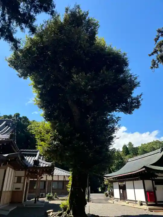 御上神社の自然