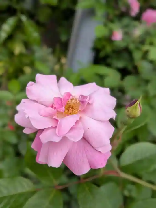 田端神社(東京都)