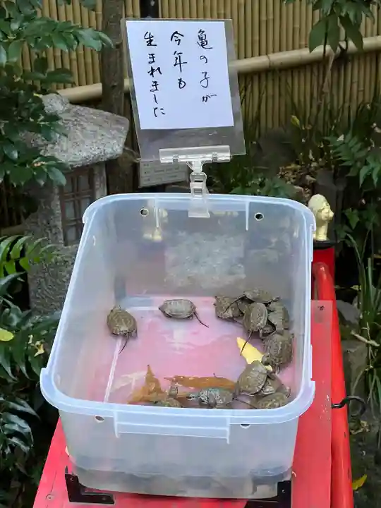 心城院の動物