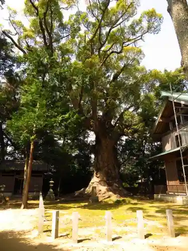 川津来宮神社の自然