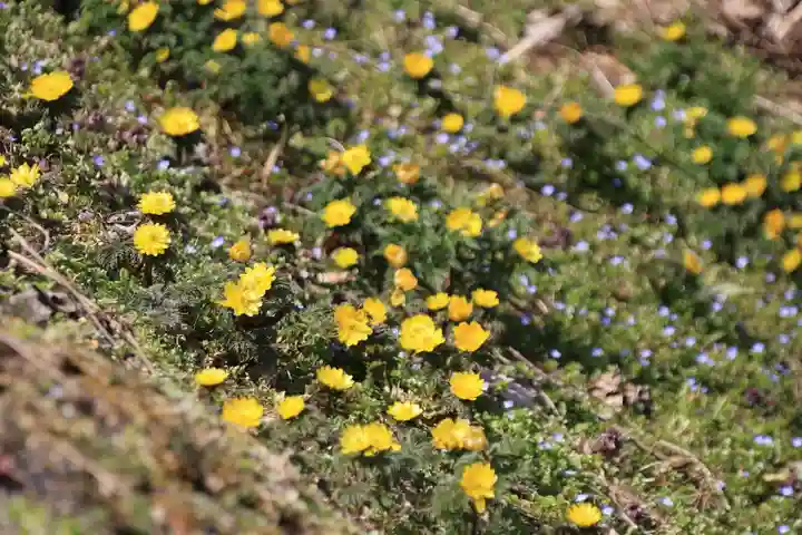 正観音堂の自然