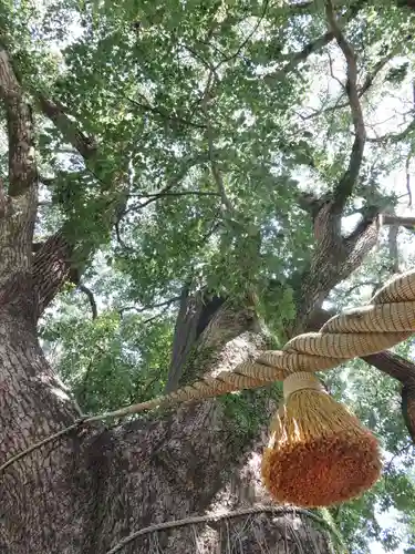 山王神社の自然