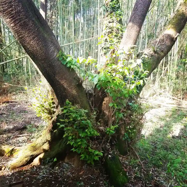 稲荷神社の自然