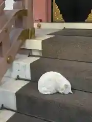 今戸神社の動物