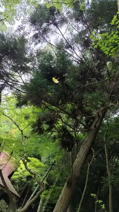 出雲大神宮(京都府)