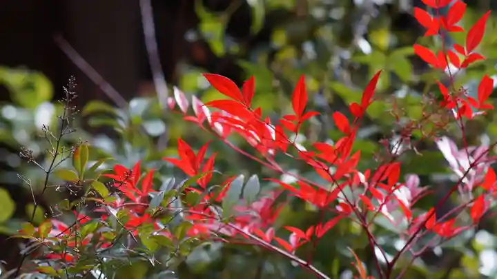 山科聖天 雙林院(双林院) の自然
