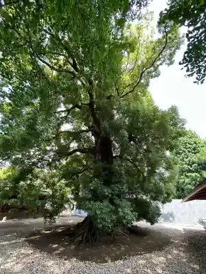 上野東照宮の{uncategorized: "未分類", other: "その他", undefined: "問題あり", building: "その他建物", grave: "お墓", sacred_gate: "鳥居", guardian: "狛犬", statue: "像", buddha: "仏像", history: "歴史", nature: "自然", garden: "庭園", animal: "動物", pagoda: "塔", temizu: "手水舎", mountain_gate: "山門・神門", sanctuary: "本殿・本堂", subordinate: "末社・摂社", art: "芸術", scenery: "景色", jizo: "地蔵", ema: "絵馬", goshuin: "御朱印", omikuji: "おみくじ", items: "授与品その他", amulet: "お守り", goshuincho: "御朱印帳", eats: "食事", festival: "お祭り", votive_dance: "神楽", shichigosan: "七五三参", wedding: "結婚式", experience: "体験その他", initially: "初詣", around: "周辺", anti_infection: "感染症対策"}
