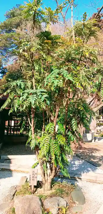 塚崎神明社(千葉県)