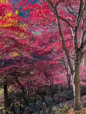 大山寺(神奈川県)