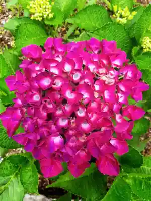 磐井神社(東京都)