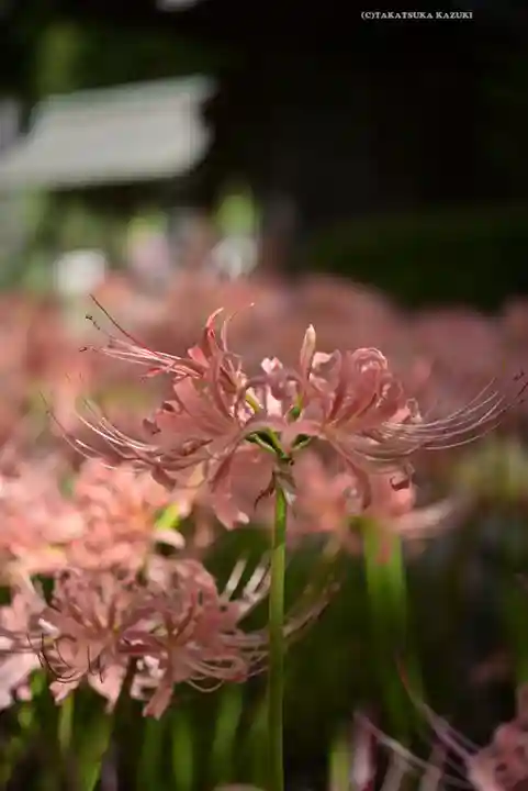 横浜 西方寺(神奈川県)