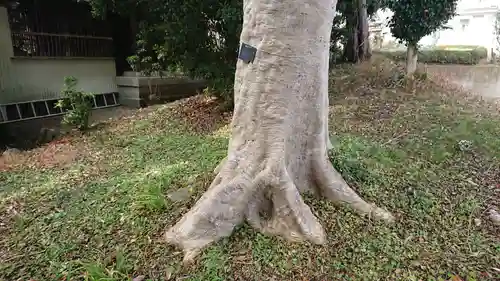 飯綱神社の自然
