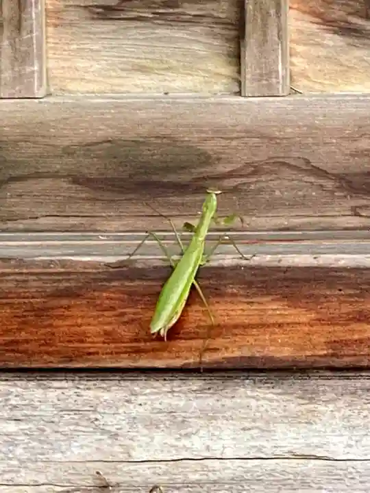 松原山 明善寺の動物