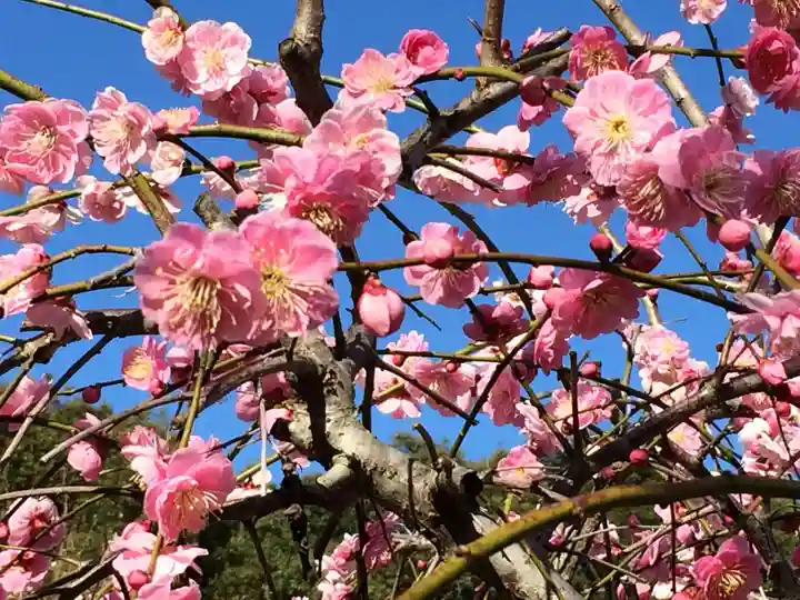 綱敷天満宮(福岡県)
