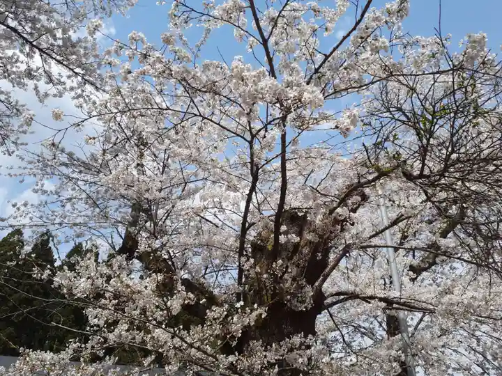 熊野神社の自然