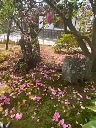 霊鑑寺門跡の自然