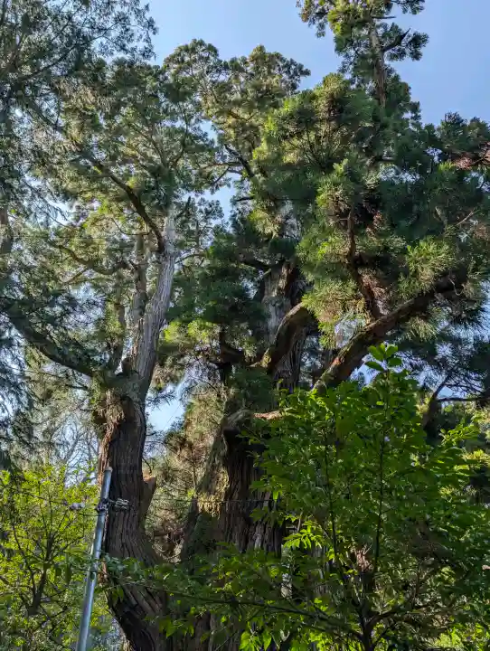 若狭姫神社(若狭彦神社下社)の{uncategorized: "未分類", other: "その他", undefined: "問題あり", building: "その他建物", grave: "お墓", sacred_gate: "鳥居", guardian: "狛犬", statue: "像", buddha: "仏像", history: "歴史", nature: "自然", garden: "庭園", animal: "動物", pagoda: "塔", temizu: "手水舎", mountain_gate: "山門・神門", sanctuary: "本殿・本堂", subordinate: "末社・摂社", art: "芸術", scenery: "景色", jizo: "地蔵", ema: "絵馬", goshuin: "御朱印", omikuji: "おみくじ", items: "授与品その他", amulet: "お守り", goshuincho: "御朱印帳", eats: "食事", festival: "お祭り", votive_dance: "神楽", shichigosan: "七五三参", wedding: "結婚式", experience: "体験その他", initially: "初詣", around: "周辺", anti_infection: "感染症対策"}
