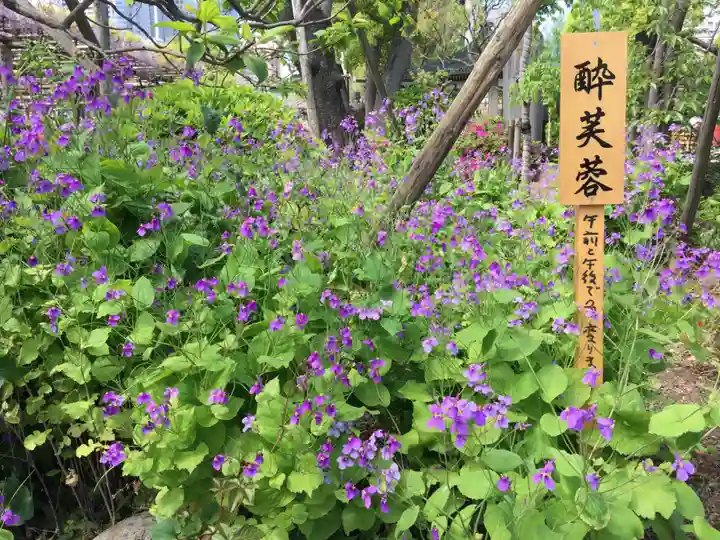 亀戸天神社の自然