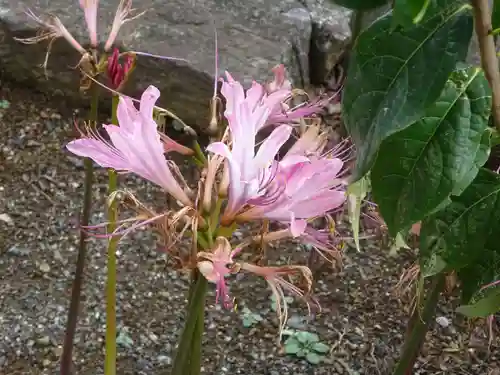 横浜　西方寺の自然