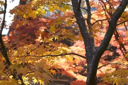 高野山金剛峯寺奥の院(和歌山県)