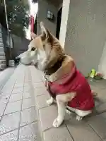 笠䅣稲荷神社の{uncategorized: "未分類", other: "その他", undefined: "問題あり", building: "その他建物", grave: "お墓", sacred_gate: "鳥居", guardian: "狛犬", statue: "像", buddha: "仏像", history: "歴史", nature: "自然", garden: "庭園", animal: "動物", pagoda: "塔", temizu: "手水舎", mountain_gate: "山門・神門", sanctuary: "本殿・本堂", subordinate: "末社・摂社", art: "芸術", scenery: "景色", jizo: "地蔵", ema: "絵馬", goshuin: "御朱印", omikuji: "おみくじ", items: "授与品その他", amulet: "お守り", goshuincho: "御朱印帳", eats: "食事", festival: "お祭り", votive_dance: "神楽", shichigosan: "七五三参", wedding: "結婚式", experience: "体験その他", initially: "初詣", around: "周辺", anti_infection: "感染症対策"}