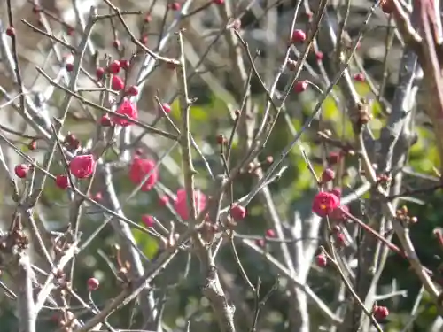 荏柄天神社の自然