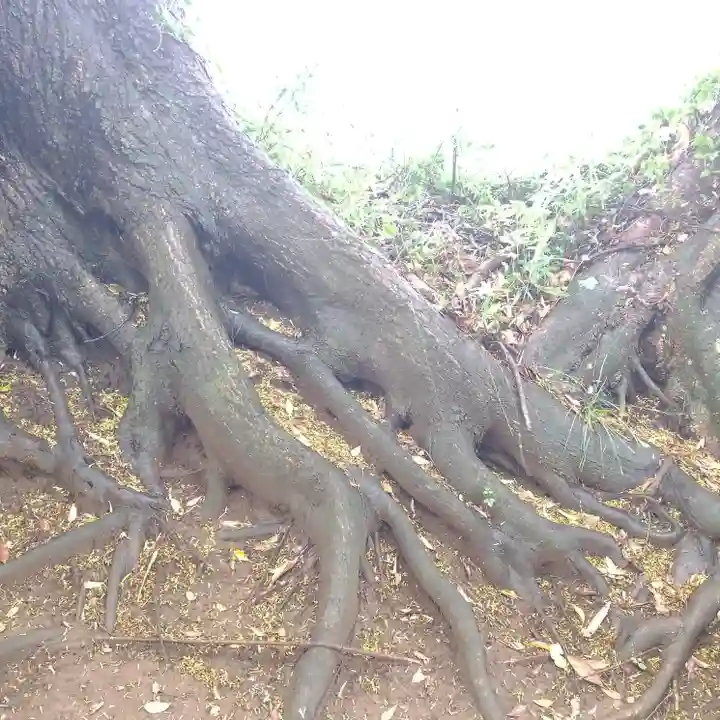 大宮神社の自然