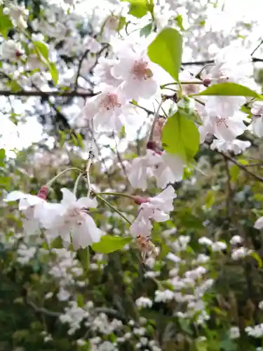 平安神宮の自然