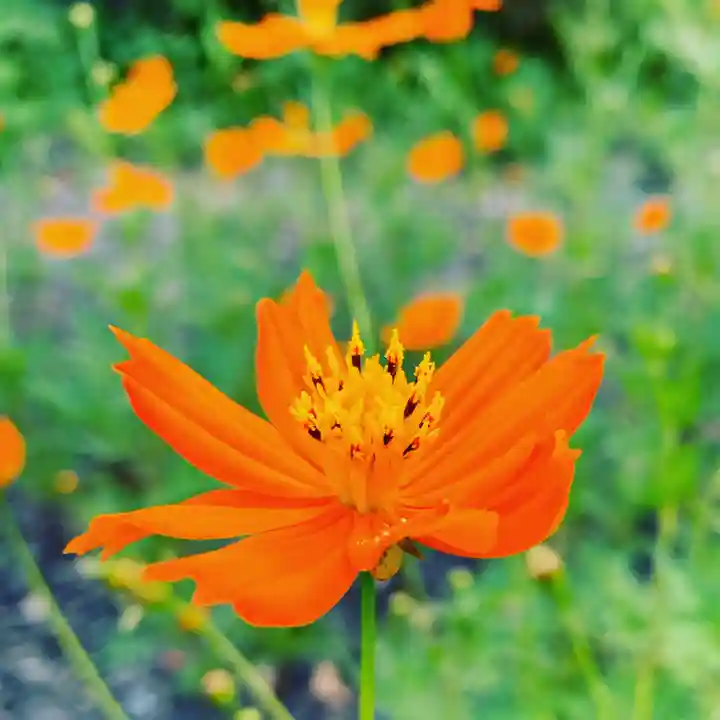 豊景神社の自然