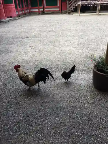 石上神宮の動物