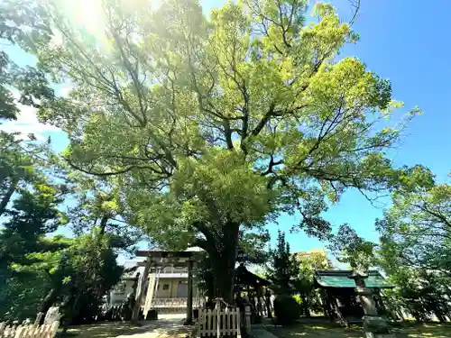 大神神社（花池）の自然