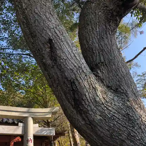 淡島神社の自然