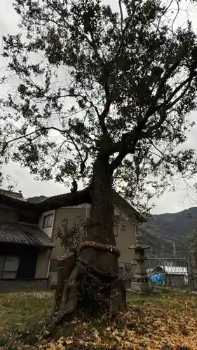 五滝神社(徳島県)