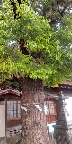 神明社・八幡社合殿（中杉町）の自然