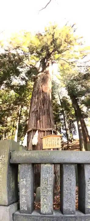 諏訪大社下社春宮の自然