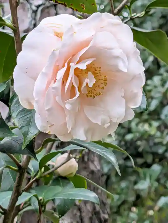 城南宮の{uncategorized: "未分類", other: "その他", undefined: "問題あり", building: "その他建物", grave: "お墓", sacred_gate: "鳥居", guardian: "狛犬", statue: "像", buddha: "仏像", history: "歴史", nature: "自然", garden: "庭園", animal: "動物", pagoda: "塔", temizu: "手水舎", mountain_gate: "山門・神門", sanctuary: "本殿・本堂", subordinate: "末社・摂社", art: "芸術", scenery: "景色", jizo: "地蔵", ema: "絵馬", goshuin: "御朱印", omikuji: "おみくじ", items: "授与品その他", amulet: "お守り", goshuincho: "御朱印帳", eats: "食事", festival: "お祭り", votive_dance: "神楽", shichigosan: "七五三参", wedding: "結婚式", experience: "体験その他", initially: "初詣", around: "周辺", anti_infection: "感染症対策"}