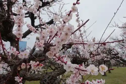 豊國神社の自然