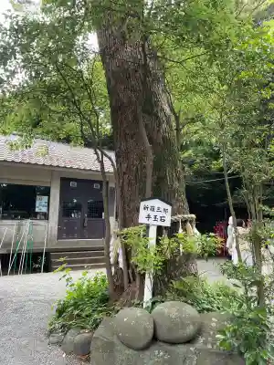 八雲神社（鎌倉・大町）の{uncategorized: "未分類", other: "その他", undefined: "問題あり", building: "その他建物", grave: "お墓", sacred_gate: "鳥居", guardian: "狛犬", statue: "像", buddha: "仏像", history: "歴史", nature: "自然", garden: "庭園", animal: "動物", pagoda: "塔", temizu: "手水舎", mountain_gate: "山門・神門", sanctuary: "本殿・本堂", subordinate: "末社・摂社", art: "芸術", scenery: "景色", jizo: "地蔵", ema: "絵馬", goshuin: "御朱印", omikuji: "おみくじ", items: "授与品その他", amulet: "お守り", goshuincho: "御朱印帳", eats: "食事", festival: "お祭り", votive_dance: "神楽", shichigosan: "七五三参", wedding: "結婚式", experience: "体験その他", initially: "初詣", around: "周辺", anti_infection: "感染症対策"}