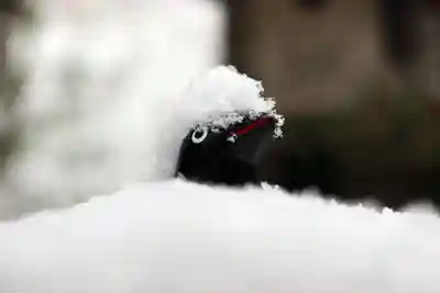 くまくま神社(導きの社 熊野町熊野神社)の狛犬