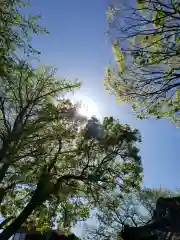 矢切神社の自然