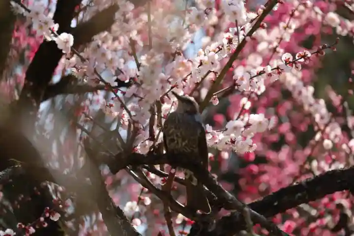 梅林寺(福岡県)