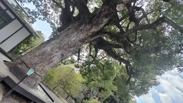 平野神社(京都府)