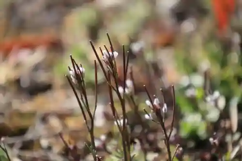 阿邪訶根神社の自然